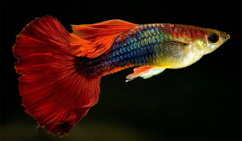 تعميم العلوم4