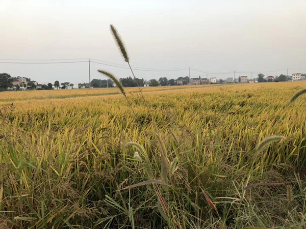 كيفية الوقاية من الأمراض المعدية الشائعة في الخريف والشتاء