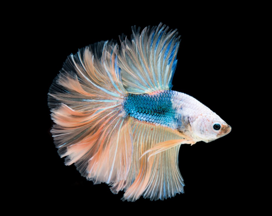 كيفية اختيار مصباح مبيد للجراثيم بالأشعة فوق البنفسجية المناسب لحوض الأسماك وطريقة التثبيت